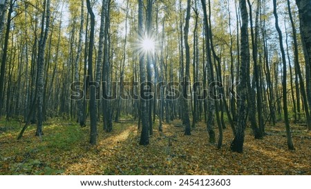 Beautiful forest. Scenic autumn panorama with sun shining through gold foliage. Timelapse.