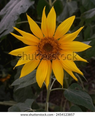 Bright yellow sunflower images
Yellow flower wallpaper for desktop
Beautiful yellow flower photography
 flower bouquet ideas
 flower pictures for wallpaper