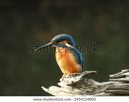 It's a flying jewel, king fisher