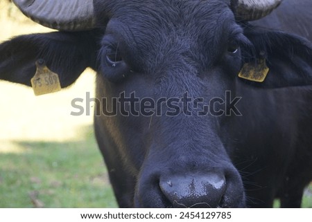 Close up portrait of a black wild water buffalo with massive horns, dark eyes, and huge ears standing on a green meadow. Royalty-Free Stock Photo #2454129785