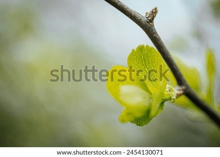 In spring, new green leaves of trees. Soft selective focus. Artificially created grain for the picture