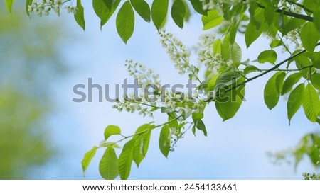 Hackberry or hagberry and prunus padus or mayday tree. Flowering plant in rose family. Slow motion. Royalty-Free Stock Photo #2454133661