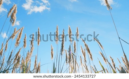 Reed in meadow sways. Calm peaceful picture of warm weather nature. Setting sun illuminates plants. Low angle view.