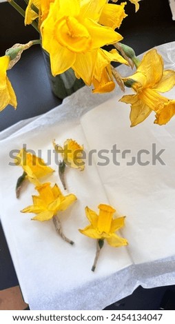 Yellow spring flowers, yellow daffodils, herbarium of flowers Royalty-Free Stock Photo #2454134047
