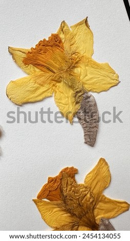 Yellow spring flowers, yellow daffodils, herbarium of flowers Royalty-Free Stock Photo #2454134055