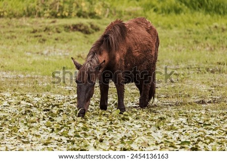 Emaciated horse searches for food in Amhara wetland, highlighting the region's harsh realities. Amhara Region, Ethiopia Royalty-Free Stock Photo #2454136163