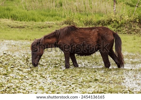 Emaciated horse searches for food in Amhara wetland, highlighting the region's harsh realities. Amhara Region, Ethiopia Royalty-Free Stock Photo #2454136165