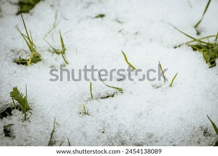 Green grass leaf shoots with white snow in spring. Soft, selective focus. Artificially created grain for the picture