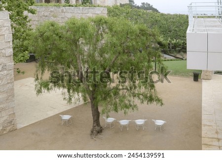 a green tree and five white chairs are arranged in a semi-circle around the tree, inviting visitors to sit and relax, Royalty-Free Stock Photo #2454139591