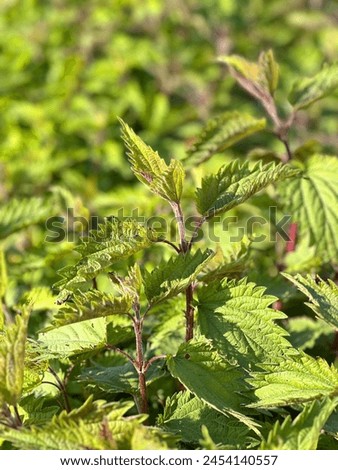Nettle on bush with green leaves in mid spring, medicinal herbs ready to be harvested, green bushes, beautiful vivid greenery healthy herbal growth, lush greenery, dense nettle vegetation, flourishing Royalty-Free Stock Photo #2454140557