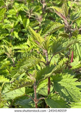Nettle on bush with green leaves in mid spring, medicinal herbs ready to be harvested, green bushes, beautiful vivid greenery healthy herbal growth, lush greenery, dense nettle vegetation, flourishing Royalty-Free Stock Photo #2454140559