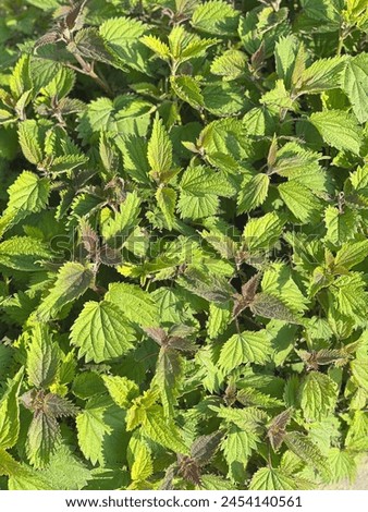 Nettle on bush with green leaves in mid spring, medicinal herbs ready to be harvested, green bushes, beautiful vivid greenery healthy herbal growth, lush greenery, dense nettle vegetation, flourishing Royalty-Free Stock Photo #2454140561