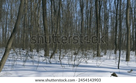 Spring Is Coming. Magnificent Snowy Landscape On A Sunny Day. Tree Shadows. Early Spring Landscape In Forest.