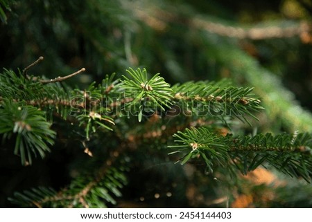 Autumn landscape in a mountain forest. Christmas tree branch late evening.