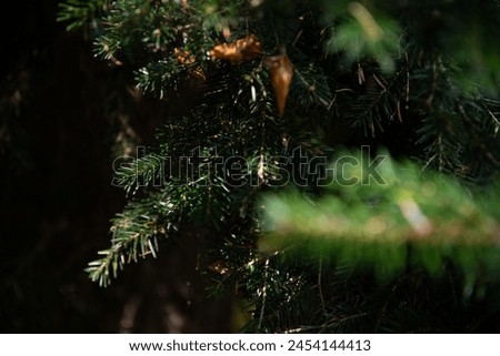 Autumn landscape in a mountain forest. Christmas tree branch late evening.
