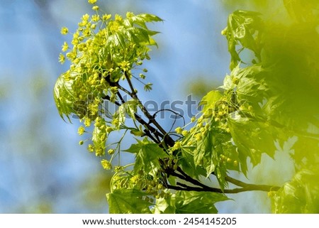 Beautiful green leaves on a tree in the park with delicate white flowers, signs of wind in Europe, lush greenery in the park leafy branches, scenic beauty, flourishing flora, tranquil park setting Royalty-Free Stock Photo #2454145205