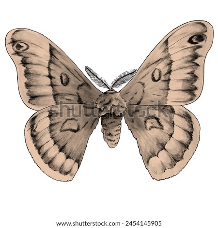Black and beige clip art big night butterfly hand drawn illustration 