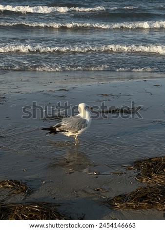 Photo of a seagull on the sand near the North Sea in northern Germany, there is a water nearby