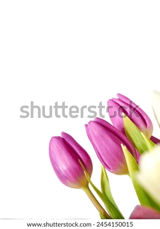 Flowers, tulips and pink in studio by white background, blossom and peace or floral with greenery. Plant, petal and mockup for decoration, creativity and wallpaper or screensaver with natural color