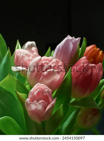 Flowers, tulips and pink in studio by dark background, blossom and peace or floral with greenery. Plant, petal and pollen for decoration, creativity and celebration as present with natural color