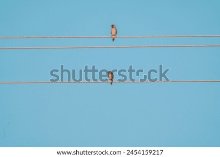 beautiful photograph cute little sparrow bird perched top of electric current wire wildlife photography india sanctuary habitat portrait wallpaper isolated  turquoise blue background empty space 