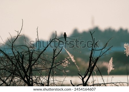 beautiful photograph cute little black drongo bird perched top of tree branch silhouette wildlife photography india sanctuary habitat portrait wallpaper isolated turquoise blue background empty space 