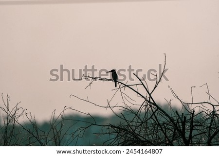 beautiful photograph cute little kingfisher bird perched top of tree branch silhouette wildlife photography india sanctuary habitat portrait wallpaper isolated turquoise blue background empty space 