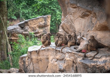 Group of poor baboon in zoo, they are sad and imprisoned