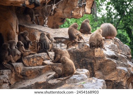 Group of poor baboon in zoo, they are sad and imprisoned