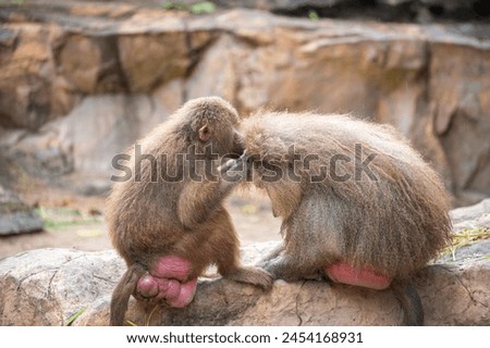 Baboon couple caring each other for insects