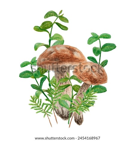 Wild edible mushrooms, moss and cranberry leaves, cowberry branches watercolor hand drawn botanical realistic illustration. Forest boletus. Great for printing on fabric, invitations, menu, print, card