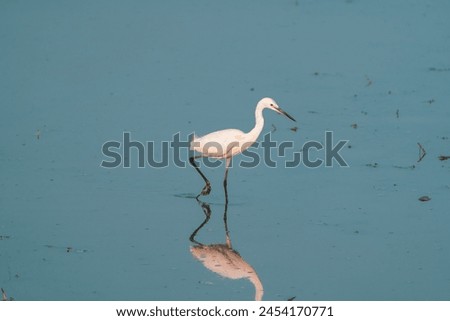 beautiful photograph of cute little egret heron reflection silhouette turquoise blue water background fertile lands isolated calm lonely bird sanctuary habitat tropical country india migratory avian