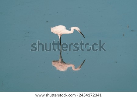 beautiful photograph of cute little egret heron reflection silhouette turquoise blue water background fertile lands isolated calm lonely bird sanctuary habitat tropical country india migratory avian