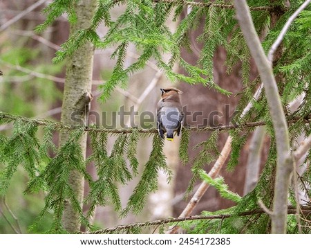 A beautiful waxwing sits on a spruce branch with its back to us. The bird turned its head to the side. Forest natural background with waxwing. Royalty-Free Stock Photo #2454172385