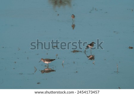 beautiful photograph of cute little sandpiper reflection silhouette turquoise blue water background fertile lands isolated calm lonely bird sanctuary habitat tropical country india migratory avian