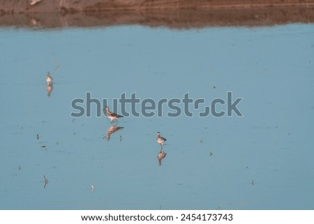 beautiful photograph of cute little sandpiper reflection silhouette turquoise blue water background fertile lands isolated calm lonely bird sanctuary habitat tropical country india migratory avian