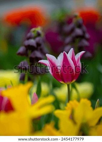 The lush bud of Tulipa gesneriana in the form of a crown is clearly visible in the field of flowers. Tulip petals are bright pink with a gradient transition to white at the edges Royalty-Free Stock Photo #2454177979