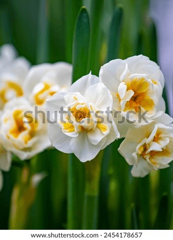The opened buds of daffodils look directly at the observer. White petals form a dense circle around the yellow centers of the flower