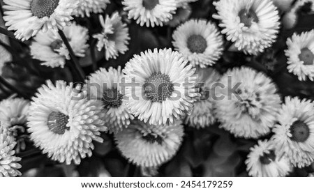 Spring White Flowers - black and white photo