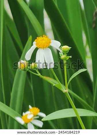 white and yellow daisy flower in front of green weed background 