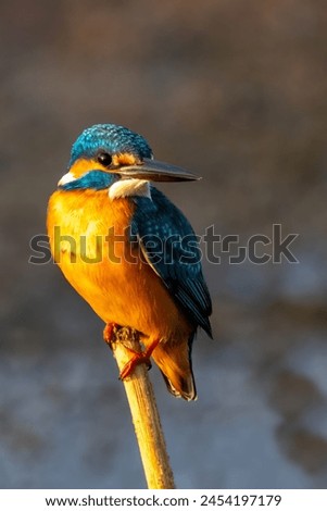 Common Kingfisher while in Egypt in emigration period Royalty-Free Stock Photo #2454197179