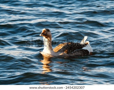 Closeup Shot Of Brown And White Water Fowl Swimming In Lake  Royalty-Free Stock Photo #2454202307