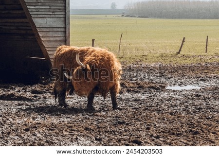 Scottish hairy bulls in a paddock.Bighorned hairy red bulls and cows .Highland breed. Farming and cow breeding.Scottish cows in the pasture in the sunshine