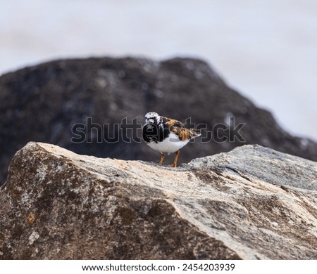 Beautiful colored turnstone standing on a very large rock next to the sea. Royalty-Free Stock Photo #2454203939