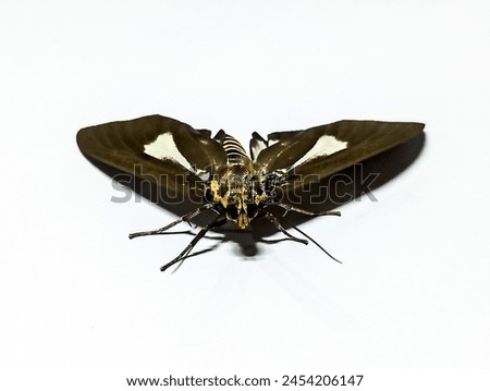 BEAUTIFUL BUTTERFLY WITH A BODY PATTERN LIKE A WASP