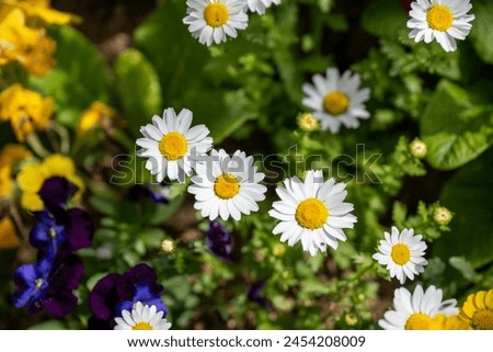 Close-up photo of daisy flowers in full bloom in April