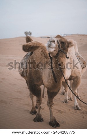 In China's Inner Mongolia, desert camel at sunset, Baotou, Inner Mongolia, China. Copy space for text Royalty-Free Stock Photo #2454208975
