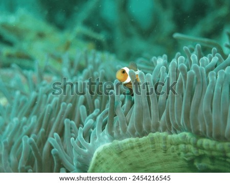 anemone clown fish coral reefr