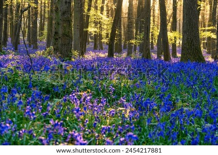 Beautiful spring sunrise in a woodland forest with Bluebell carpet Royalty-Free Stock Photo #2454217881