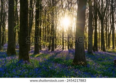 Beautiful spring sunrise in a woodland forest with Bluebell carpet Royalty-Free Stock Photo #2454217883